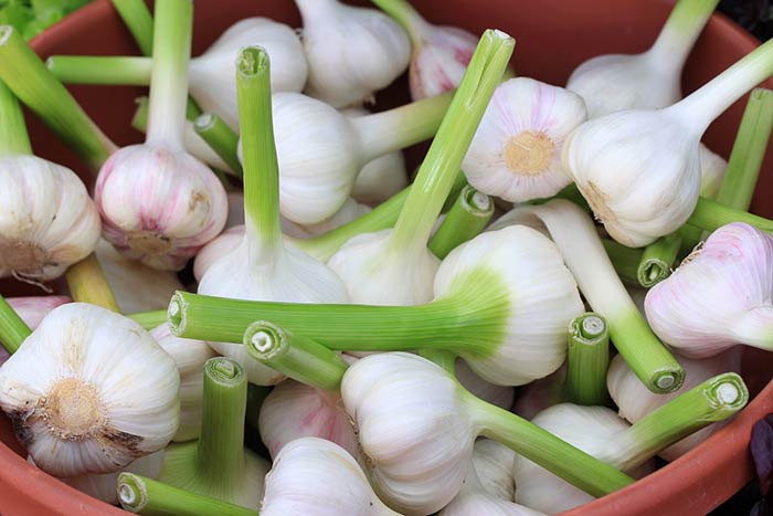 Garlic: Photo by Mona