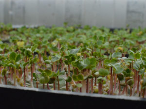 microgreens