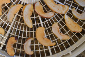 apple slices drying in a dehydrator